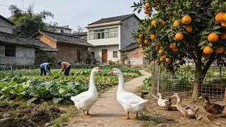 4K China Rural Walk: Quacking Geese, Tangerine Groves & Farmers at Work in Chengdu