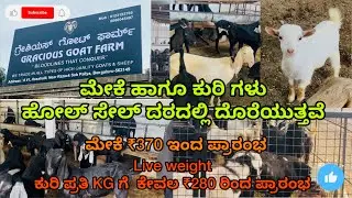 ಗ್ರೇಶಿಯಸ್ ಗೋಟ್ ಫಾರ್ಮ್ ಬೆಂಗಳೂರು | ಮೇಕೆ,ಕುರಿಗಳು ಹೋಲ್ ಸೇಲ್ ದರದಲ್ಲಿ ದೊರೆಯುತ್ತವೆ | goat and sheep farming