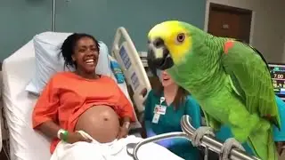 Delivery Room Or Comedy Theater: Parrot Causes Laugh Attack in Delivery Room 😆 Funniest Moment
