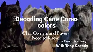 Decoding Cane Corso Colors - What Owners and Buyers Need to Know