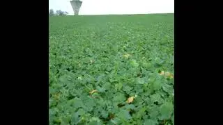Planting oilseed rape