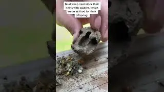 Mud Wasp Nest Full of Spiders!