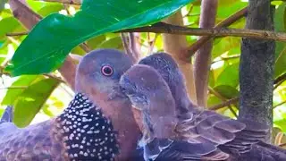 Spotted Dove Find Their Food From Mom Throat! &ndash; Bird Regurgitates Food For Baby (Bird Watching Ep17)