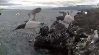 Cliff-Nesting Seabirds of Gull Island