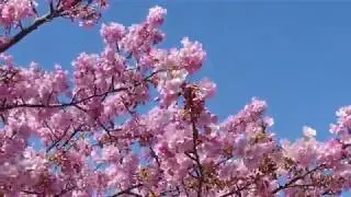 SAKURA MOVIE with COMA-CHI & Uyama Hiroto 「AWA」