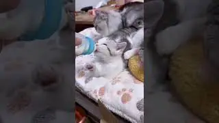 #viral #shorts #saru #trending #subscribe #video