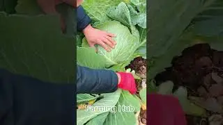 ASMR Farming