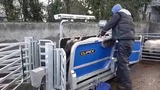 CLIPEX Sheep Handling - Clipex Sheep Handler with Auto Drafting