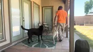 Waylon Force Fetch #3