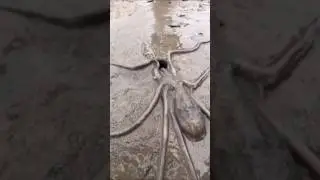 Octopus ke 3 dil kaise kaam karte hain? (Amazing Fact)