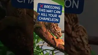 CHAMELEON Breeding Secrets You Must Know 🦎🔥 #shorts