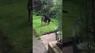Excited Doberman pinscher vs lurcher greyhound dog play fighting
