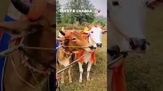 PONAR PAT LUCKY & CHANDA ✨❤️&zwj;🩹💪 #merijaan