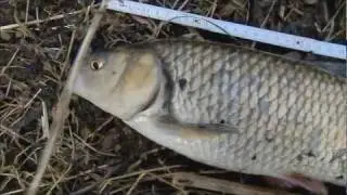 Blog: Im Winter auf Wei&szlig;fische
