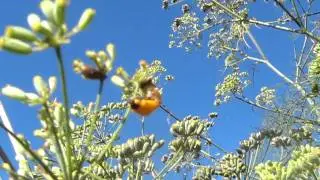 Ladybug emerging from pupa