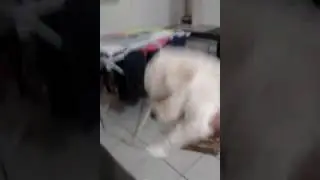 Minha ccaca