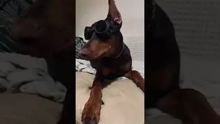треш 🫣 #доберман  #прикол #животные #рекомендации #собака #dog #top #chill  #инстасамка