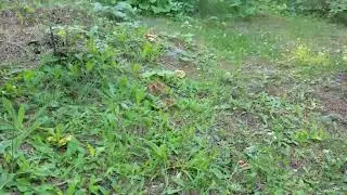 Summer Chanterelles in Minnesota   Made with Clipchamp