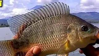 mincing ikan nila babon liar