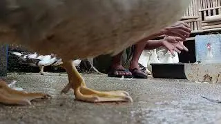 Rahasia agar entok jantan birahi terus menerus