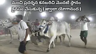 2023 Madamanchipadu seniors||1🏆 vijetha( Jwala _ yogananda ) PR memorial Bulls covering 3500