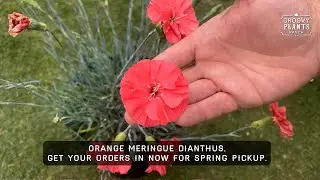 Groovy Plants Ranch : Scent First Orange Meringue Dianthus 🌸🍊 Hardy, Fragrant, & Brand New for 2026