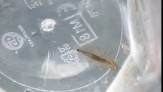 Dytiscus larva