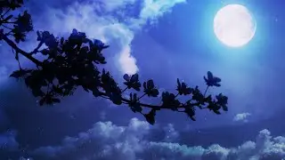 Bruit de Grillon [Chant Crickets] dans la Nuit