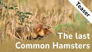English Teaser: The Last Common Hamsters | Wildlife Documentary | Cricetus cricetus| ENGLISH | 4K