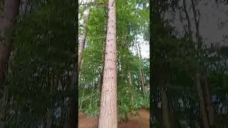 Tall Pine tree, near Rivington lower barn UK wild nature countryside outdoors