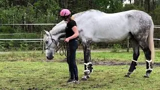 Equi'thologique séance 1 (avec vent d'ouest) : respect et contrôle de son cheval au sol