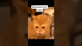Взрыватель би лайк Mindurka 