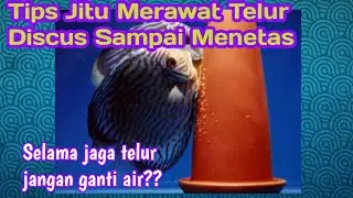 Cara Jitu Merawat Telur Discus Sampai Menetas