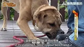 安妮美女教官(網路版) - 第三集(全) 台中動物之家2  (Training Taichung Shelter Staff 2)