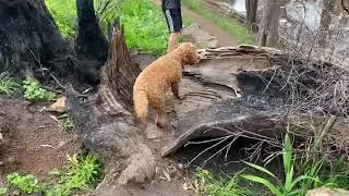Ralphy the Cockapoo Spoodle plays in mud and water