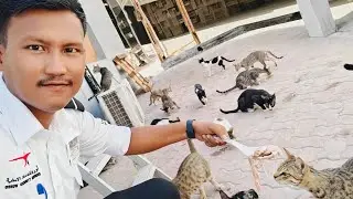 Feeding Cats In Dubai