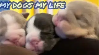 ENGLISH BULLDOG #filhote fofo #प्यारा पिल्ला #anak anjing lucu #可爱的小狗 #cute na tuta #LIVE #furbabies