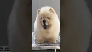 China native dog breed, from Wenxi kennel in Anhui Province, China.