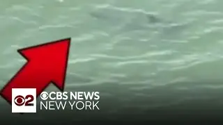 Sharks spotted near swimmers at Rockaway Beach in Queens