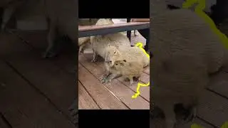Capybara nice wholesome time :) #capybara #memes #edit #funny #cute