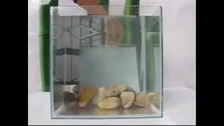 DreamGlass&reg; Privacy Glass IPX7 Certified: Smart Glass Underwater Testing