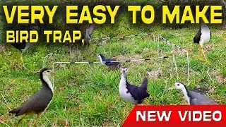 🎋 Easy Bird Trap 🪤 | How To Hunt Birds 🐦 | Forest Adventure & Survival 🌿