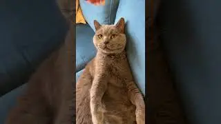 Tubik