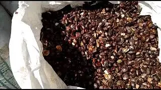 tamarind seed KT EXPORT