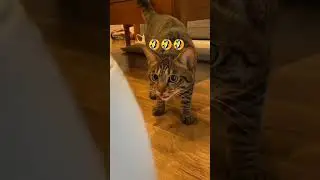 #catlover #cats #cat #catsofinstagram #catstagram #of #catlife #instagram #instacat #catoftheda