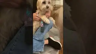 INDOOR GRIPPY SOCK LEGGINGS #dog #trending #trend #doglover #usa 😘😘