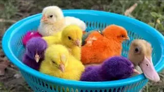 Catch millions of cute chickens, colorful chickens, rainbow chickens, cat, ducks, cute animals