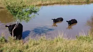Cool Cows