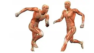 Мышцы