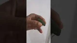 Beetles make loud noises